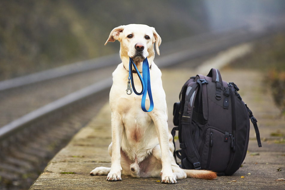 Hauptsächlich Hunde sind bislang auf den Privatflug gebucht. Aber auch Vögel, Kaninchen und Katzen wären möglich. (Symbolbild)