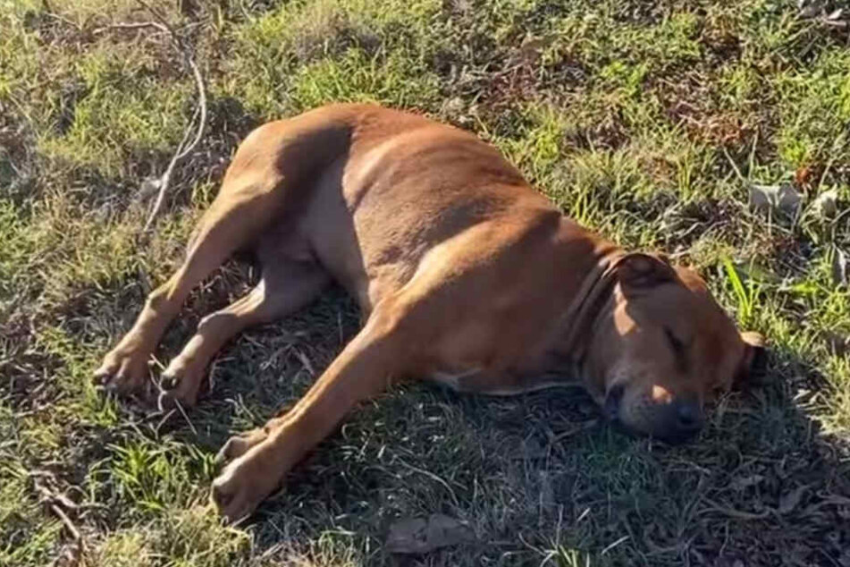Keinerlei Lebensfreude ließ der Hund mehr erkennen.