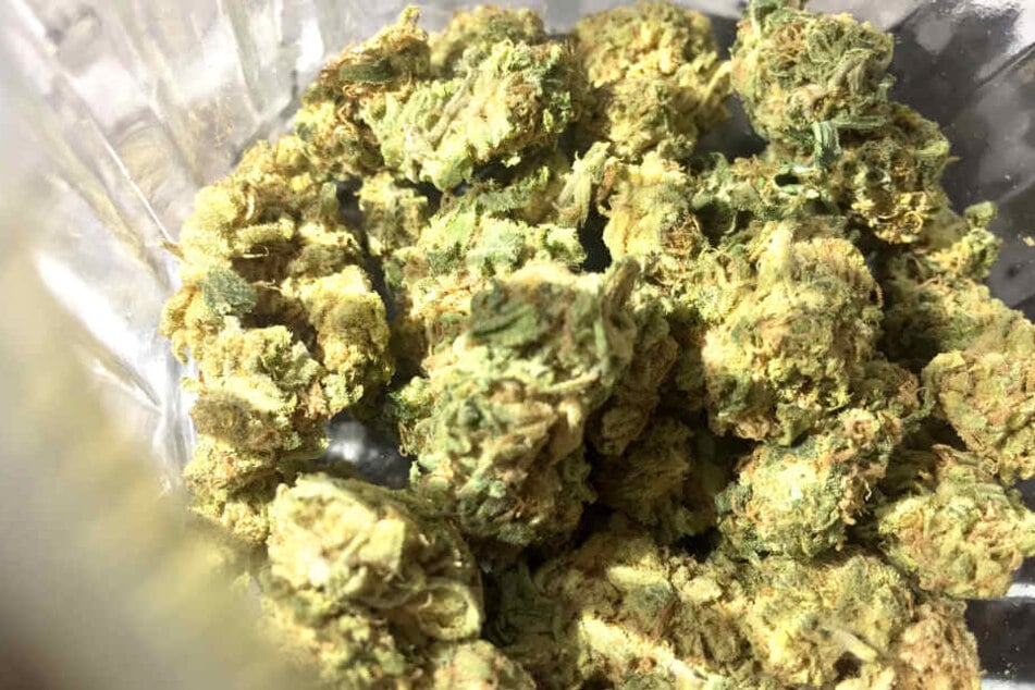 Im Cannabis wurden Fäkalreime und auch Schimmelpilze gefunden. (Symbolbild)