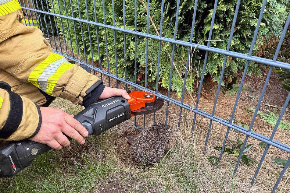 Die Feuerwehr Alpen musste einen Igel aus einem Zaun befreien.