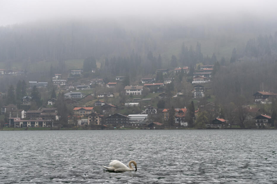 Ein Schwan schwimmt auf dem Tegernsee. (Symbolbild)