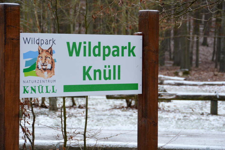 Am 18. Januar waren zwei Wölfe aus dem Wildpark Knüll ausgebüxt.