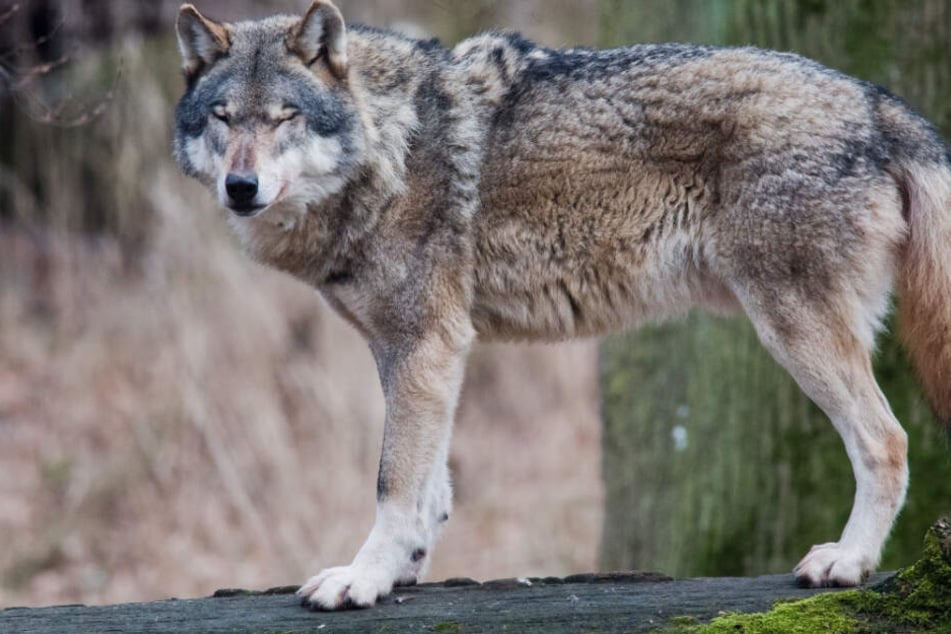 Ob es sich tatsächlich um einen Wolf gehandelt hat, sollen genetische Untersuchungen in den nächsten Wochen ergeben. (Archivbild)