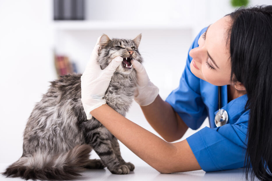 Der jährliche Besuch beim Tierarzt enthält auch einen Check der Zähne.