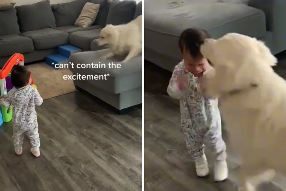 Hund hat herzerwärmende Reaktion, als Baby erste Schritte geht