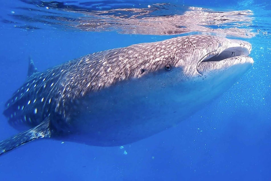 How to save endangered whale sharks from devastating boat collisions