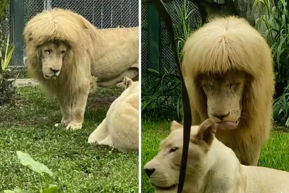 So richtig glücklich sieht der Löwe über seinen neuen Haarschnitt nicht aus.