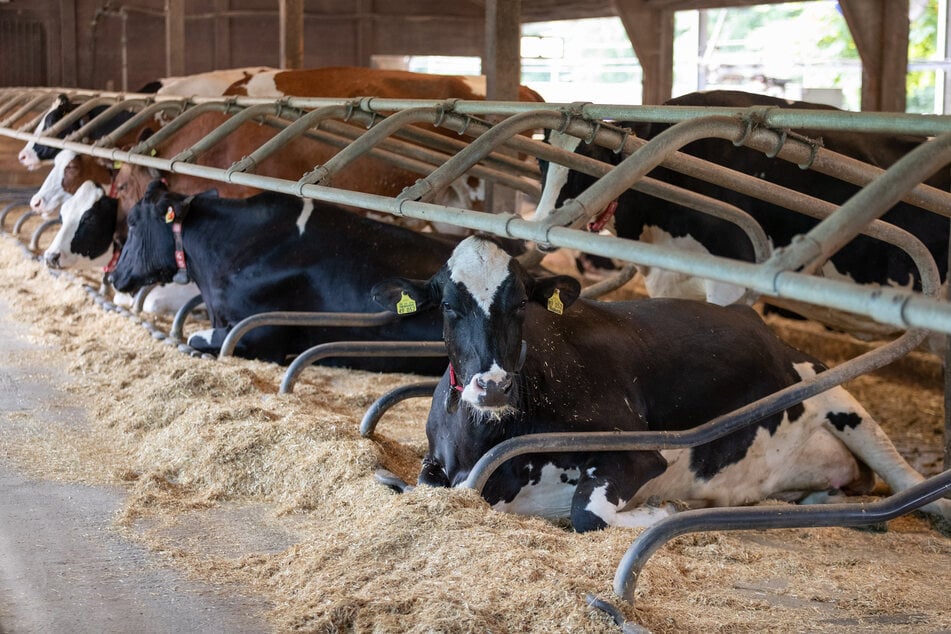Die Kühe in der Landwirtschaft haben hohe Ansprüche.
