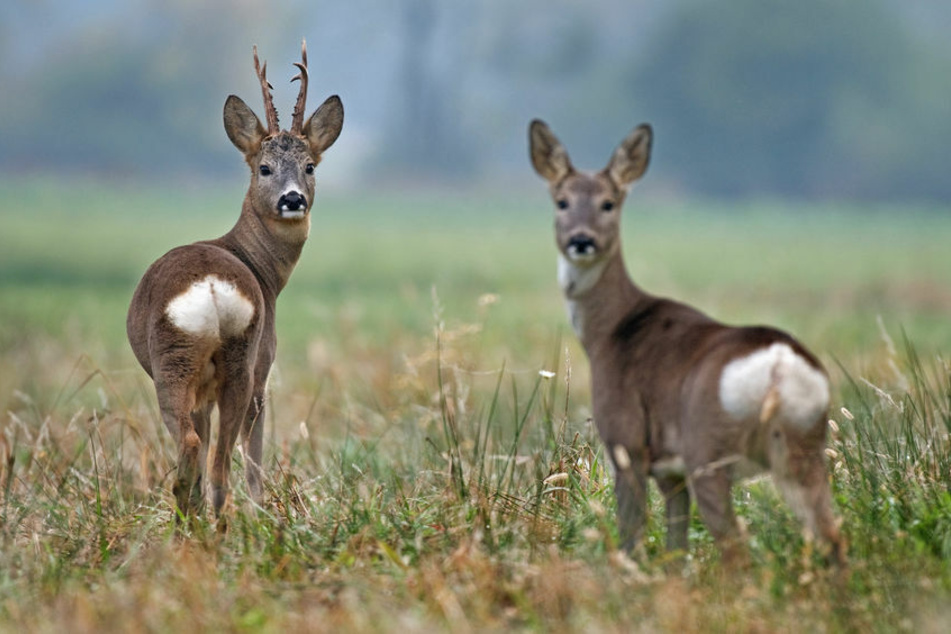 Zwei Rehe starben am Wochenende bei Wildunfällen im Kyffhäuserkreis. (Symbolbild)