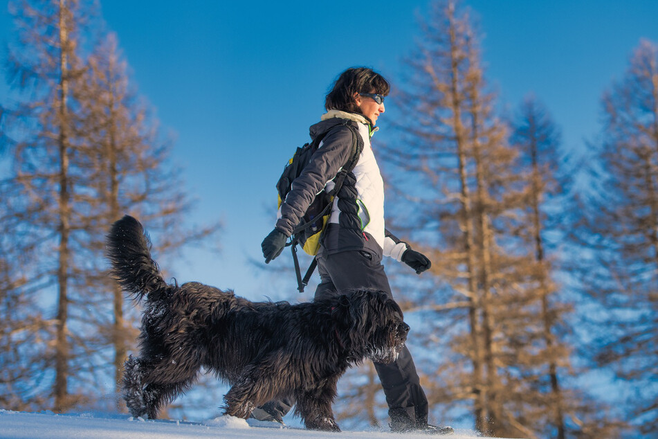 Eine Schneeschuh-Tour mit seinem Hund ist ein unvergessliches Erlebnis. (Symbolbild)