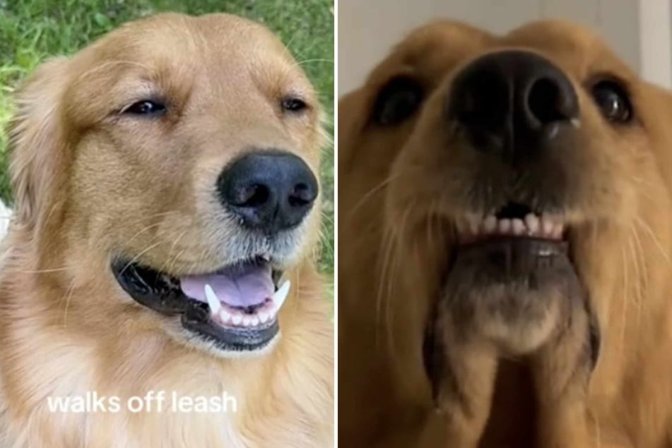 Golden Retriever Benny is just about the perfect dog – if it weren't for this one unfortunate little quirk of his...