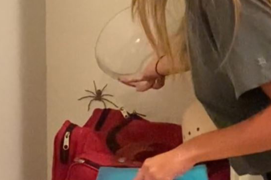 Die Spinne macht nicht mit, als sich Chloe Baradinsky mit dem Glas nähert.