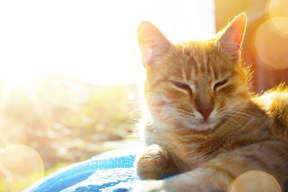 Im Gegensatz zu weißen Katzen sind andersfarbige Katzen durch ihr Fell sehr gut vor UV-Strahlen geschützt.