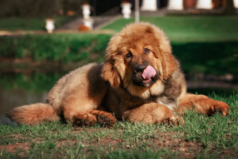 Tibetan Mastiff puppies stand out because of their puffy fur
