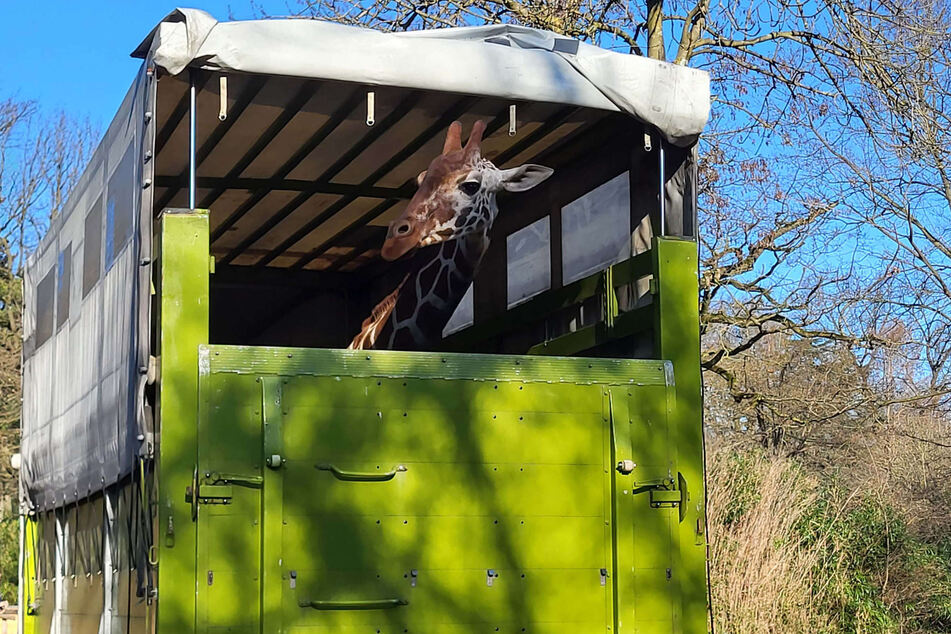 Giraffenkuh Lindani lebt ab sofort in einer Herde in Stuttgart.