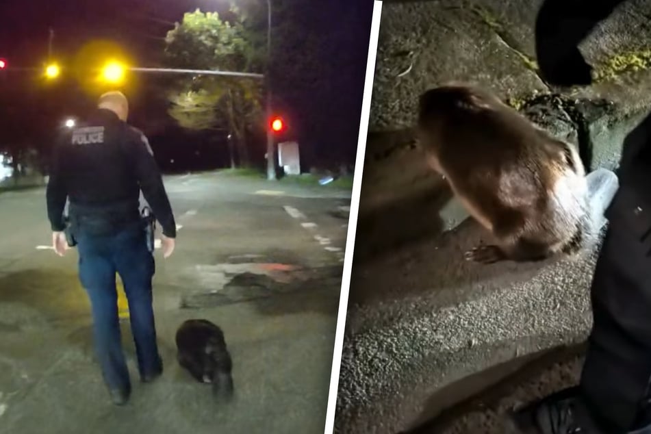 Nur mit viel Geduld gelang es den Polizisten, den Biber von der Straße zu bekommen.