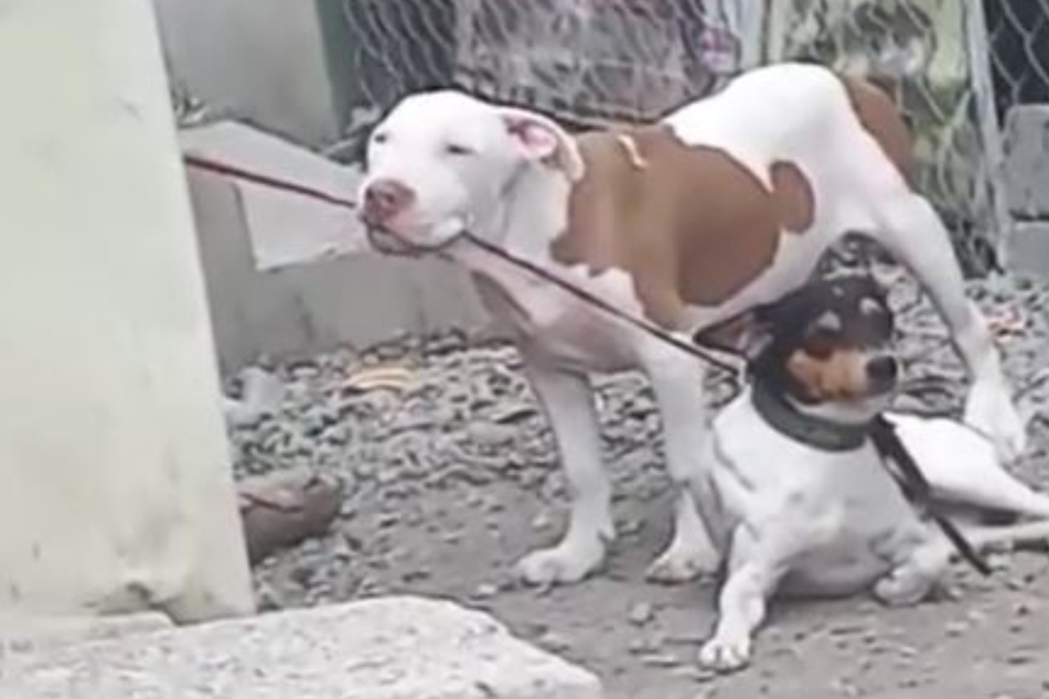 Rüde will Leine von Hund durchbeißen: Fluchtversuch berührt Millionen