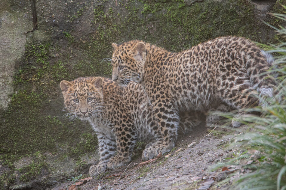 Hagenbeck-Fotograf Lutz Schnier gelangen ein paar seltene Abschüsse der Babys im Außengehege. Im November 2022 erblickten die Leoparden das Licht der Welt.