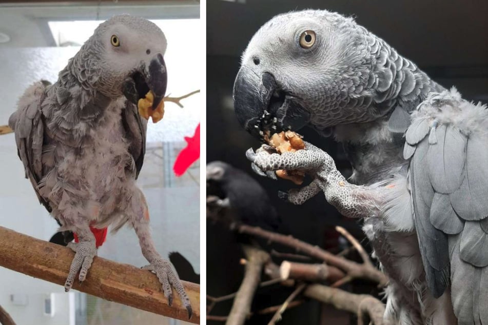 Liebe auf den ersten Blick: Graupapagei-Pärchen glaubt an das gemeinsame Glück