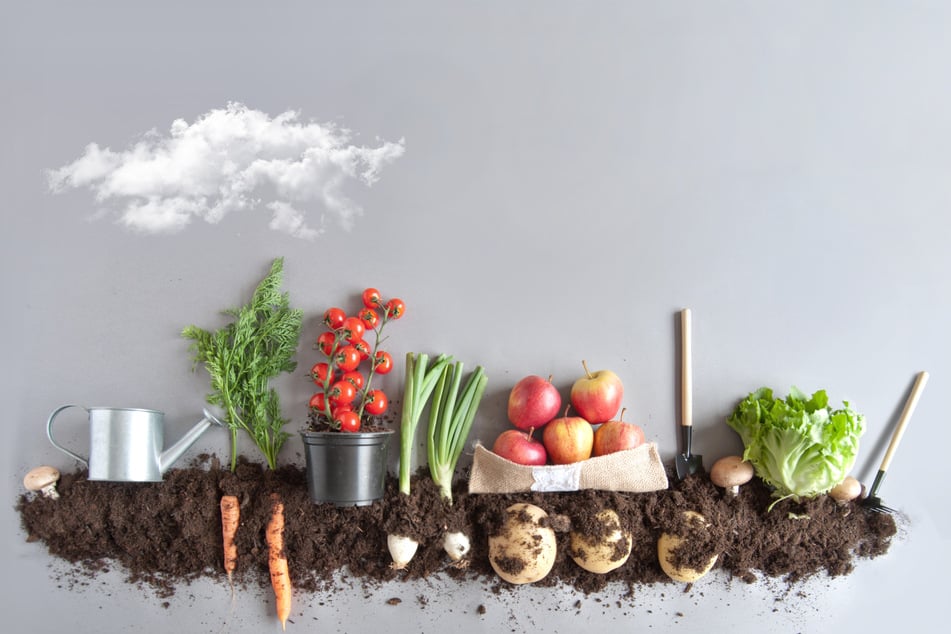 Urban gardening doesn't require land, and hours of investment. You can start with a spare yogurt container and a packet of seeds. (Stock image)