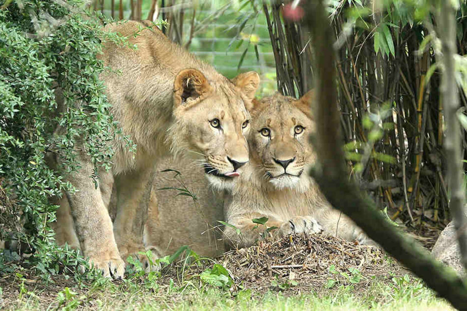 Majo und Motshegetsi sind erst seit Mitte August 2016 im Leipziger Zoo.