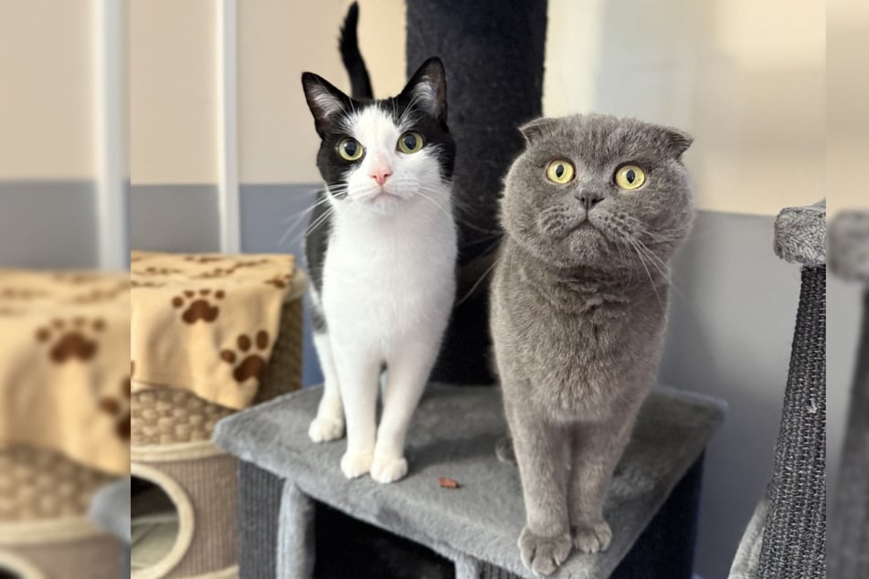 Beide Kater sind zwei Jahre alt.