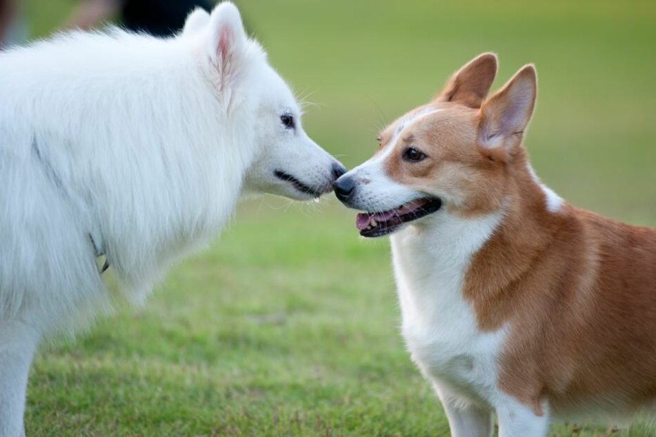 A play date at the park? Careful when your dog is in heat!