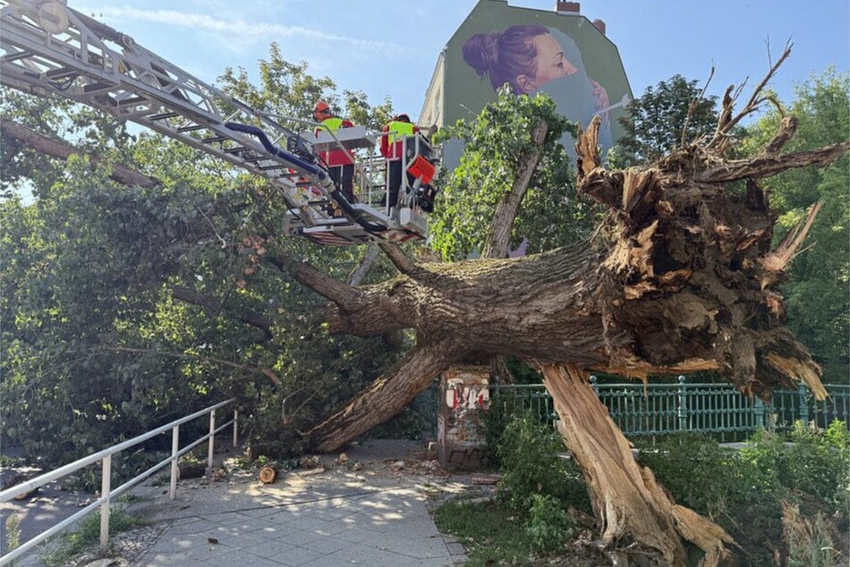 Unklar ist bislang, warum sich das massive Wurzelwerk des Baumes aus dem Boden löste.