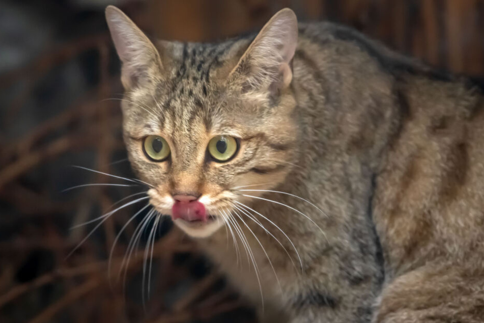 Die heimischen Tiere sind bedroht und finden in dem neuen Gehege einen naturnahen Lebensraum vor.