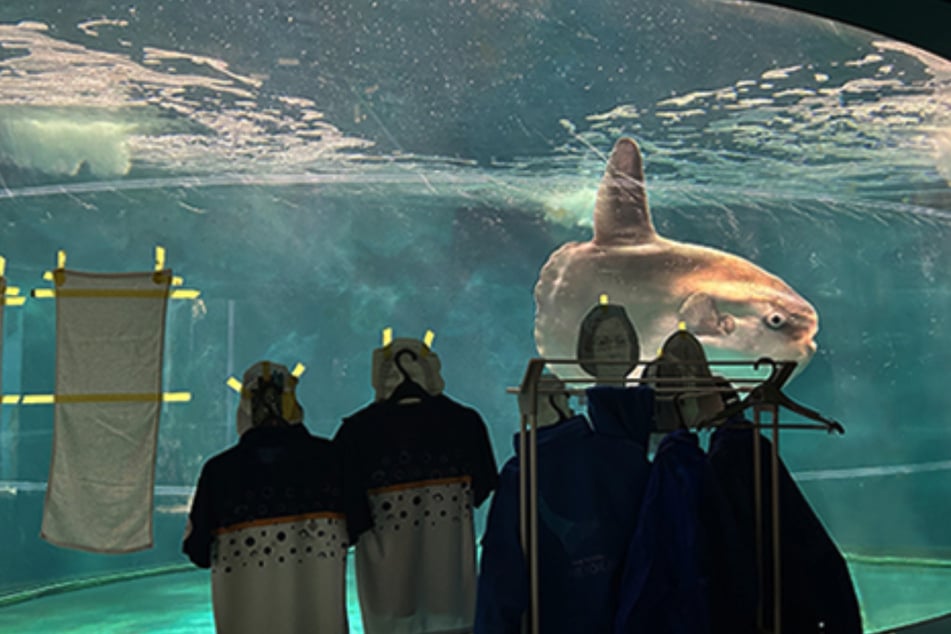 Pappmenschen und Kleiderbügel sollen diesen Mondfisch während einer Zwangspause des Aquariums unterhalten.