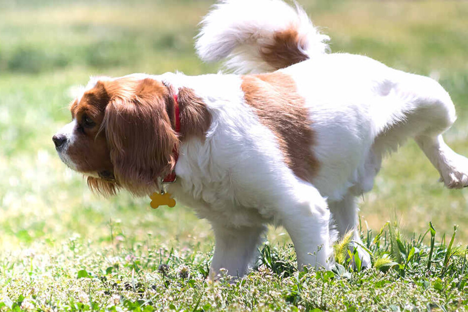 Dieser Stadt stinkt's: Wer Hunde-Urin nicht beseitigt, zahlt!