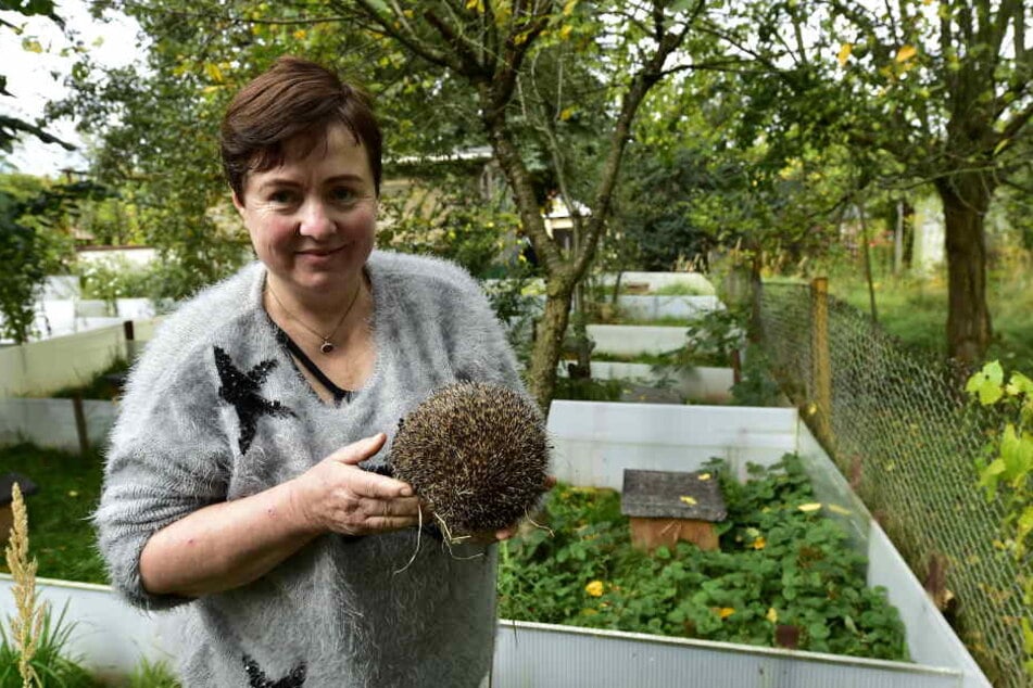 Kathrin Effenberger hat ein Herz für Igel, die sie im Garten durchfüttert und aufpäppelt.