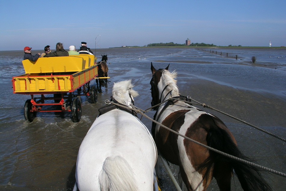 Eine Kutsche fährt im Wattenmeer. (Symbolbild)