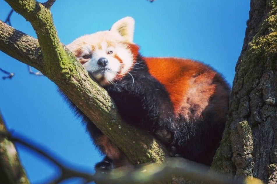 Der Rote Panda genießt die Sonne im Schweriner Zoo auf einem Baumstamm.