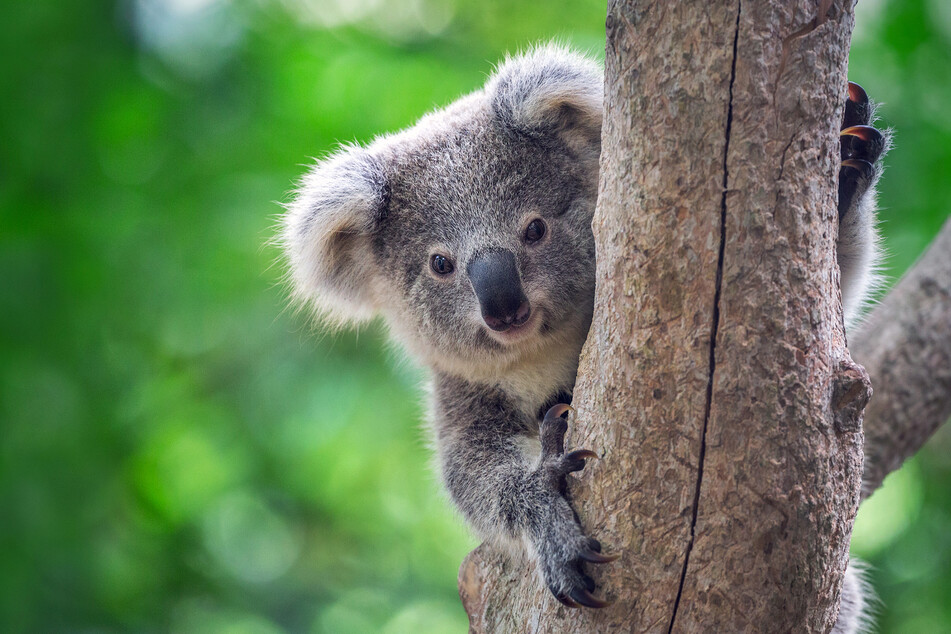 A rescued koala named Gulliver has been released into the wild after being orphaned during Australia's devastating floods (stock image).