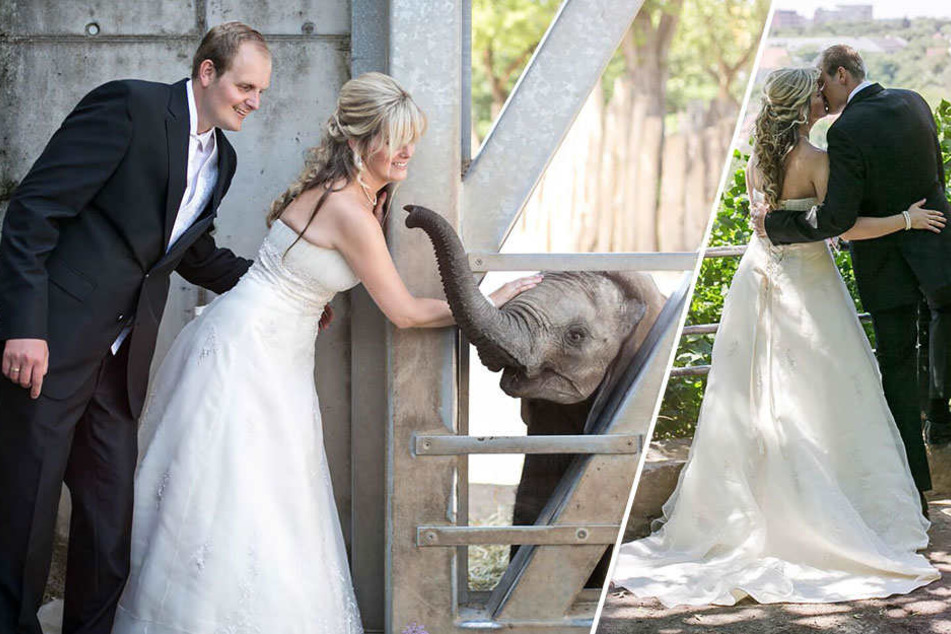 Melanie und Martin Schwerendt schweben nach ihrer Hochzeit im Bergzoo Halle auf Wolke sieben. Auch ein kleiner Elefant freut sich mit dem Paar.