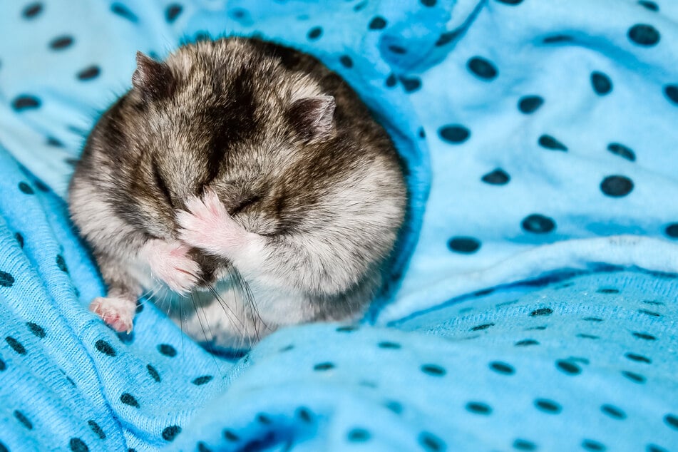 Ein frierender Hamster muss langsam erwärmt werden.