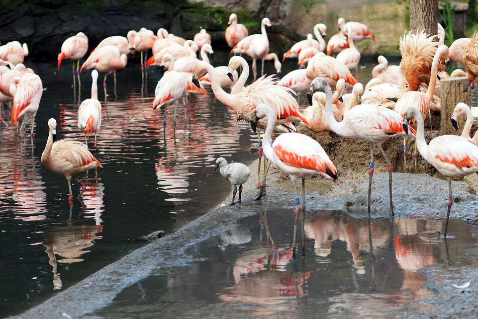 Die Flamingos im Zoo Leipzig haben niedlichen Nachwuchs bekommen.