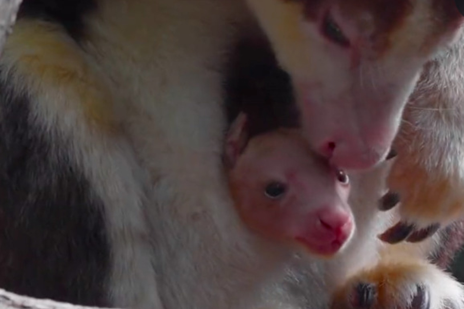 This Matschie's tree kangaroo is poking his head out to take in the big wide world.