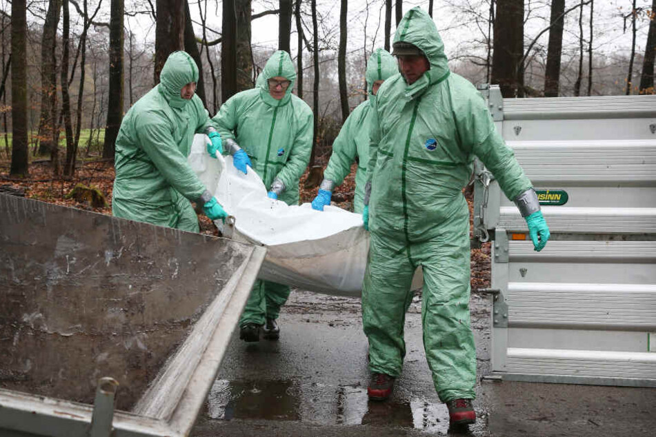 Männer in Schutzanzügen tragen bei einer Übung einen gefundenen Kadaver (Dummy) zu einem Behälter.