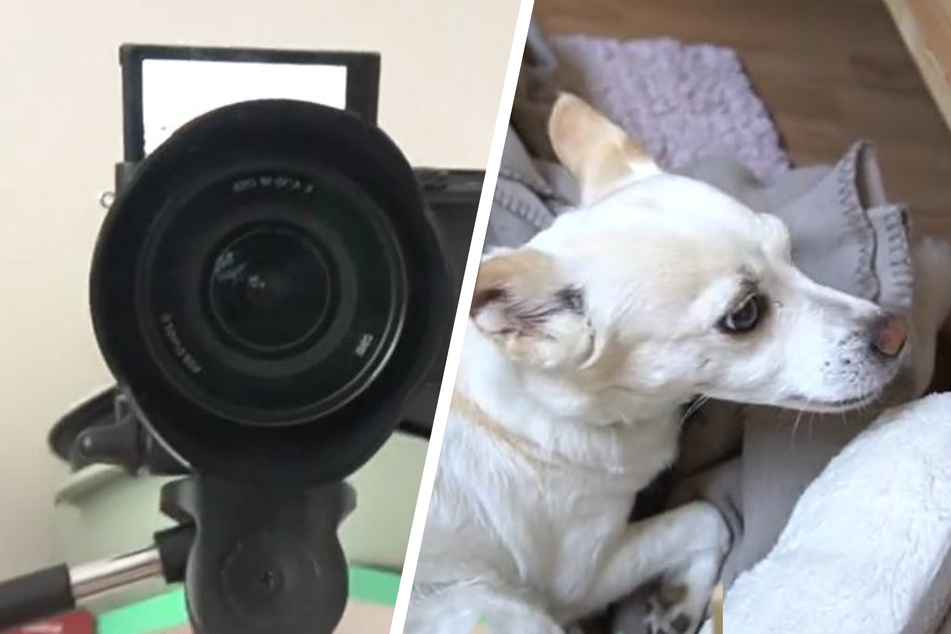 Dog's adorable sleeping habit revealed as pet camera solves pillow mystery