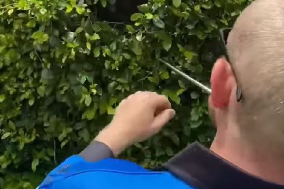 Gardener fears for his life when he comes face to face with "monster"