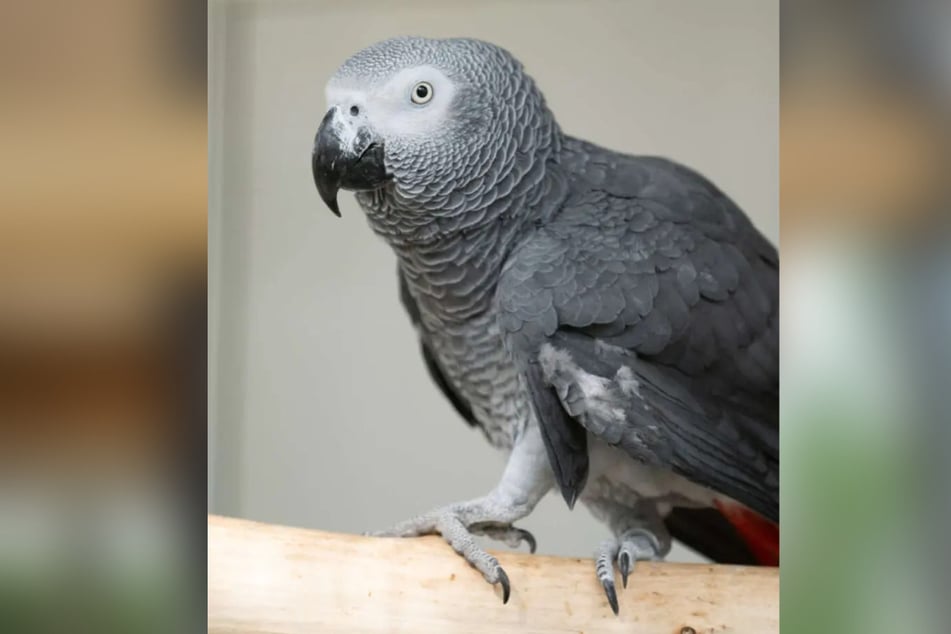 Wer kann dem lustigen Vogel ein schönes Leben und seine große Liebe schenken?