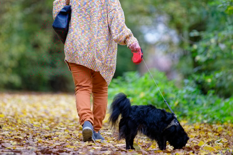 Zum 31. Juli 2025 waren 24.347 Hunde in der Messestadt gemeldet. (Symbolfoto)