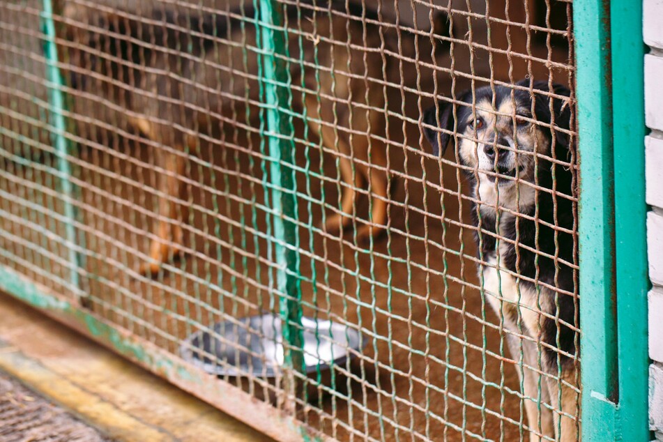 21 Hunde sollten getötet werden - doch wurden im letzten Moment gerettet. (Symbolfoto)