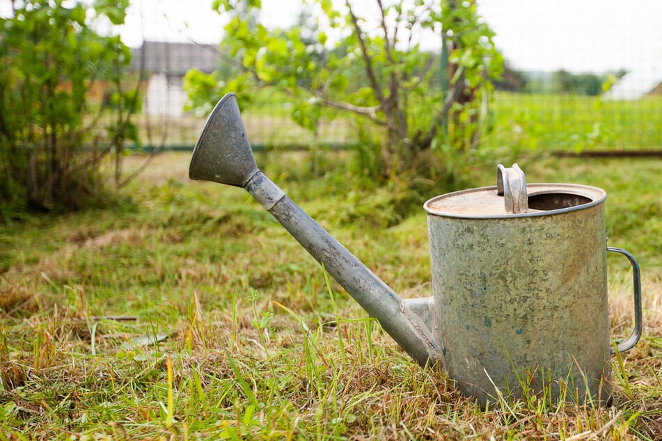 Der Garten machte bereits einen ungepflegten Eindruck, obwohl der Pächter erst seit einer Woche verreist war. (Symbolbild)