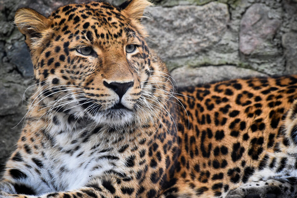 Ein Chinesischer Leopard liegt in einem Zoogehege. (Archivbild)