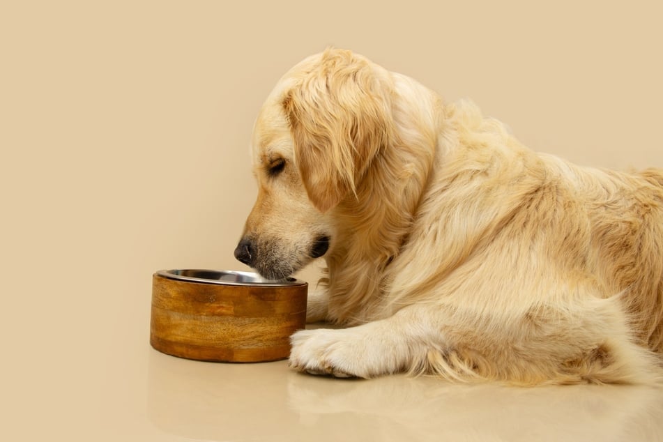 In Maßen, nicht in Massen: So sind Haferflocken gesund für Hunde.