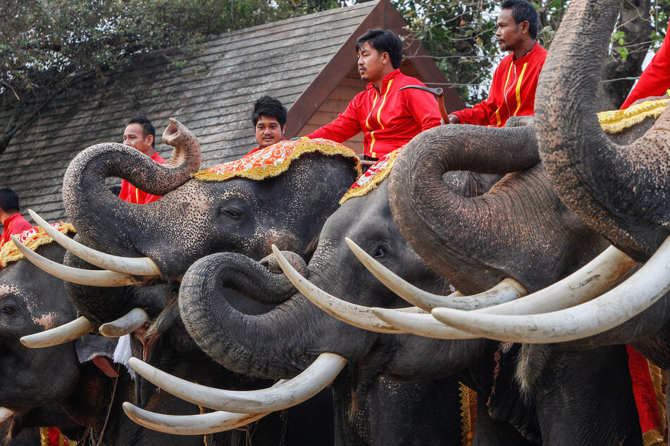 "Ahouts" sitzen auf ihren Elefanten während der Feierlichkeiten zum nationalen Elefantentag.