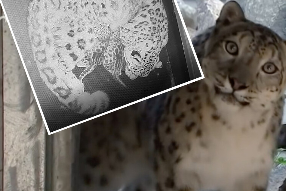 Freude im Doppelpack! Schneeleoparden-Zwillinge im Leipziger Zoo geboren